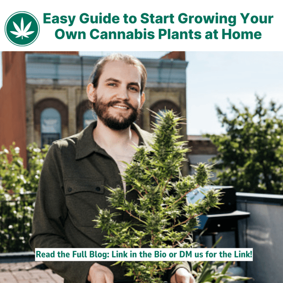 Easy Guide to Start Growing Your Own Cannabis Plants at Home
