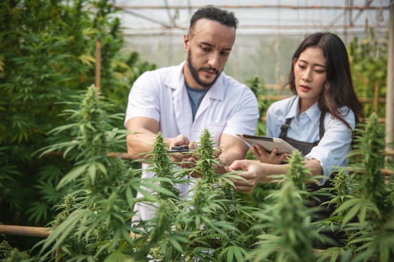 What is Cannabis Cultivation and Why is it a Great Career Path? - OCL