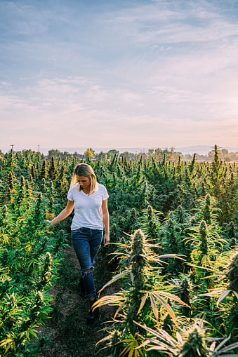 Can I Grow My Cannabis Plants Outdoors and What Will I Need?