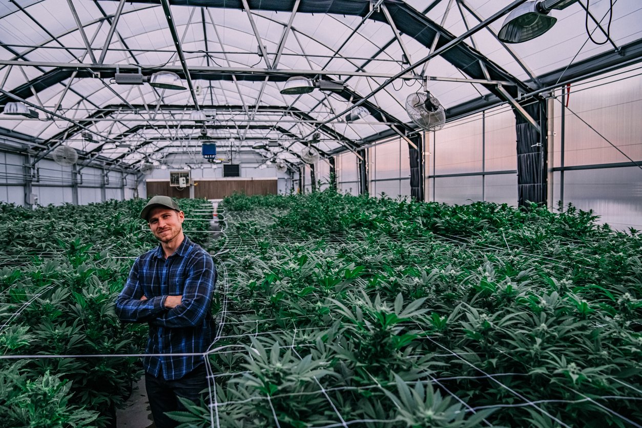 Young Adult Male Farmer Standing Smiling in His Indoor Greenhouse Nursery Full of Herbal Cannabis Plants