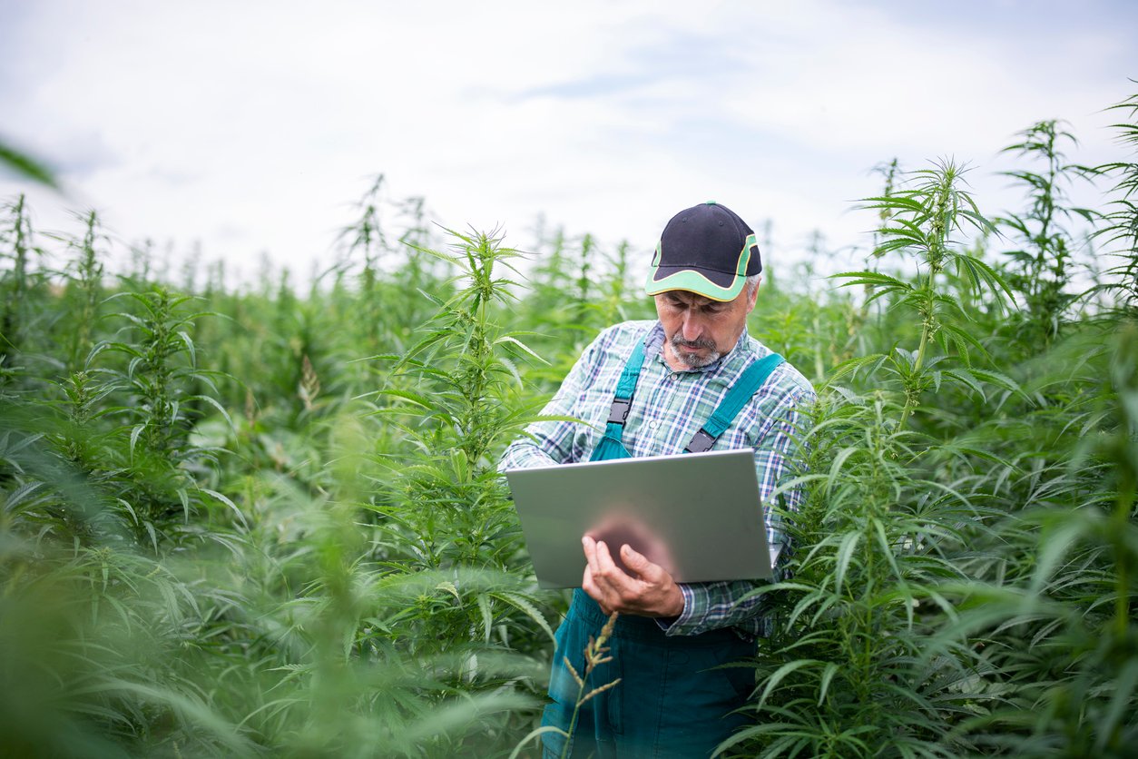 farmer using technology and examining hemp plants