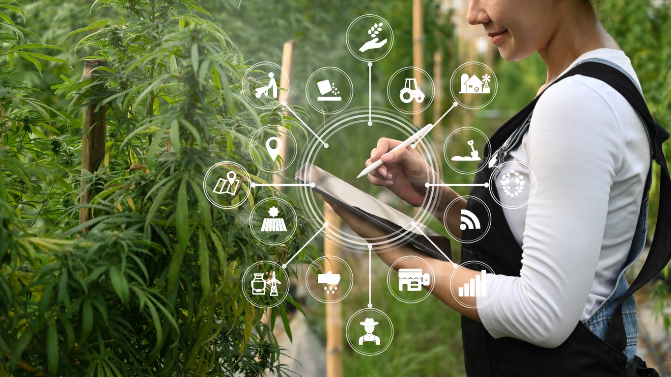 Smart farmer using tablet to monitor control marijuana or cannabis plantation in greenhouse