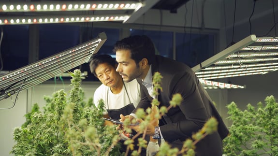 Cannabis is a growing industry that is expected to increase. Is It Worth it to Start Your Own Cannabis Cultivation Business?
