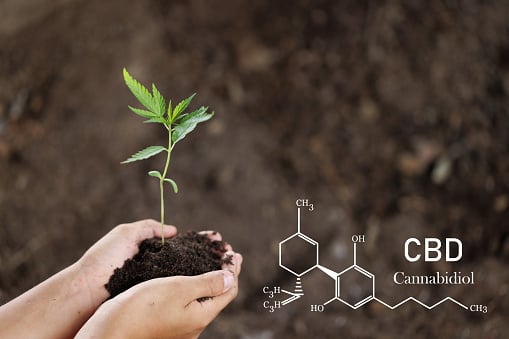 Interest in growing cannabis at home is increasing. Learning which method of growing is essential in properly maintaining healthy plants.