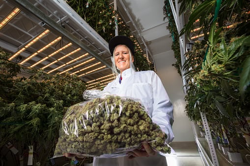 What are Some of the Highest Paying Occupations of the Cannabis Industry?