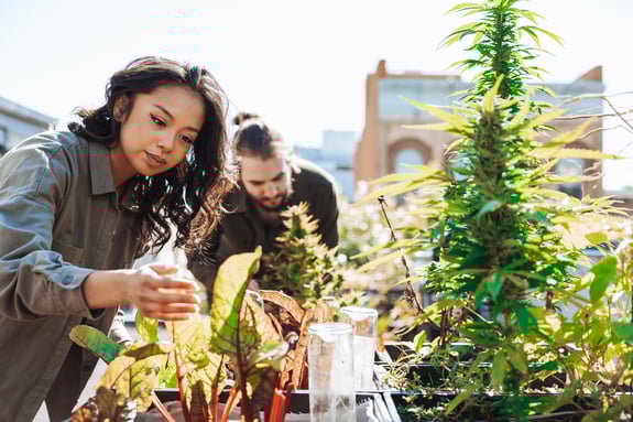 People working on their Marijuana plantation on a rooftop