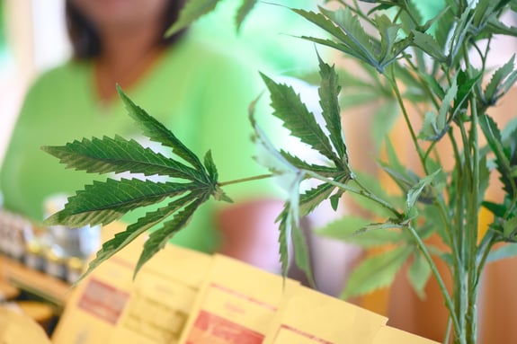 What to Know Prior to Attending a Cannabis Festival 