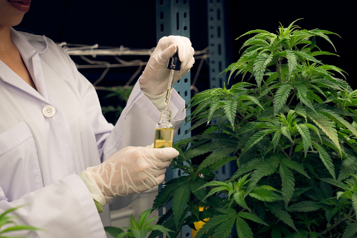 Gratifying cannabis plant inside indoor farm and scientist inspecting CBD oil
