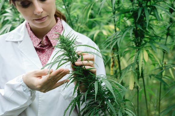Will the Cannabis Industry Continue to Grow?