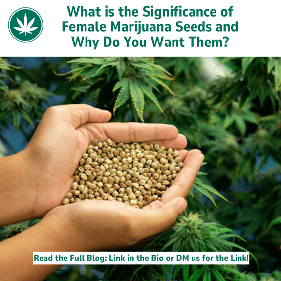 What is the Significance of Female Marijuana Seeds and Why Do You Want Them?