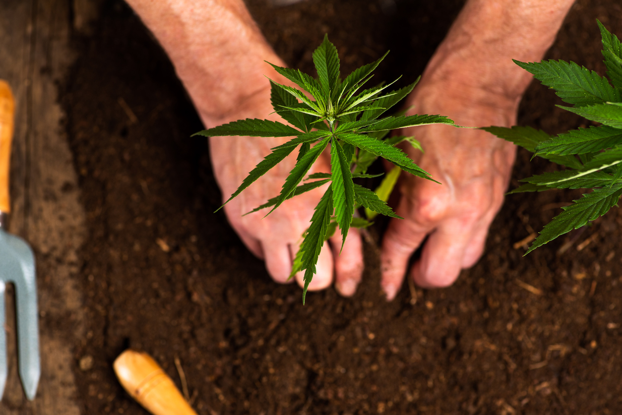 Person planting industrial hemp in the soil